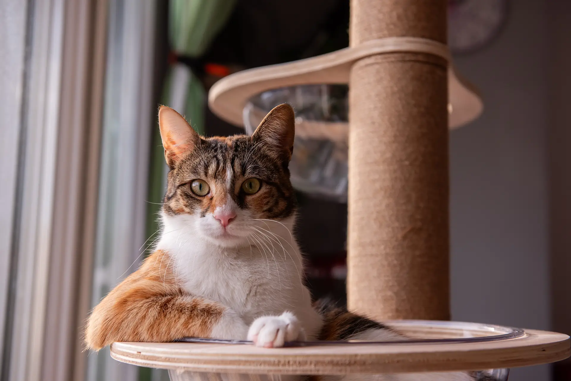 Helloweb l'agence web au Havre spécialisée en création de site internet